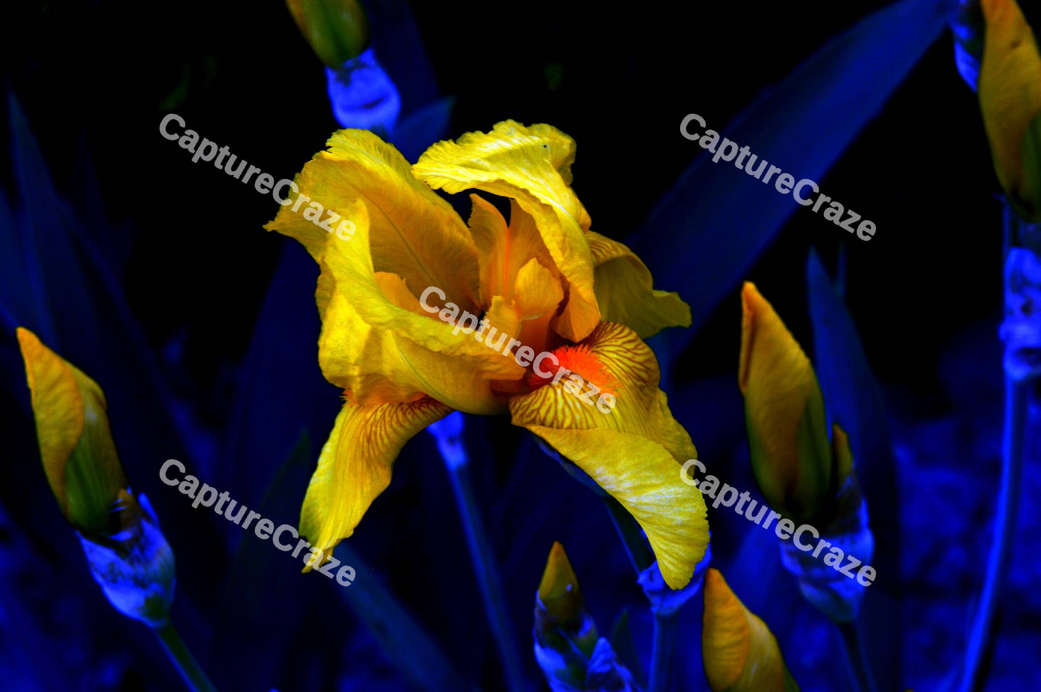 Yellow Iris flower